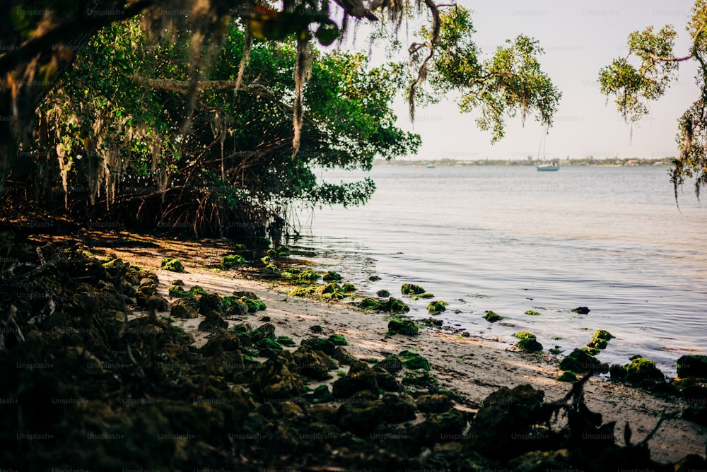 a body of water surrounded by trees and rocks