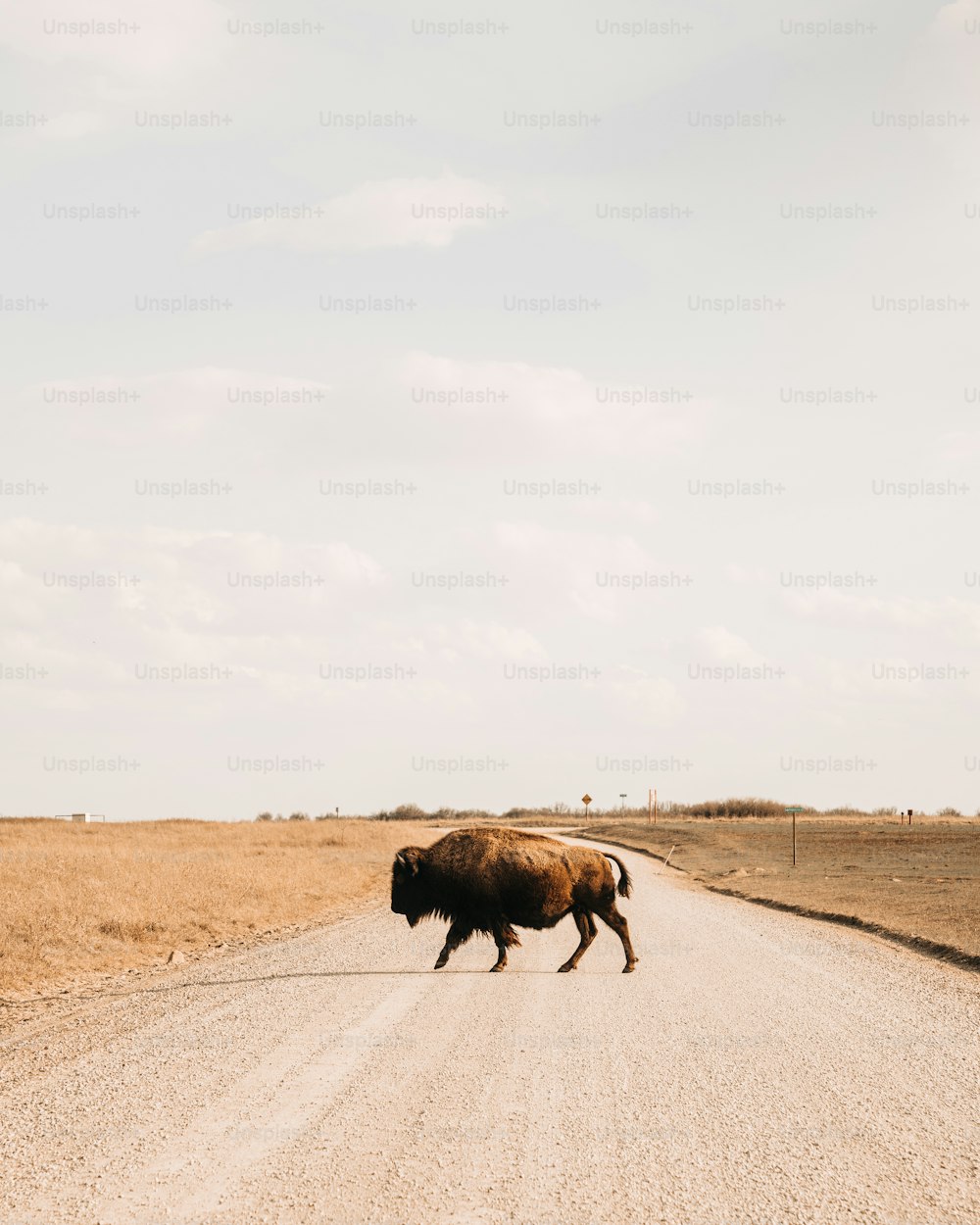 um bisão atravessando uma estrada de terra no meio do nada