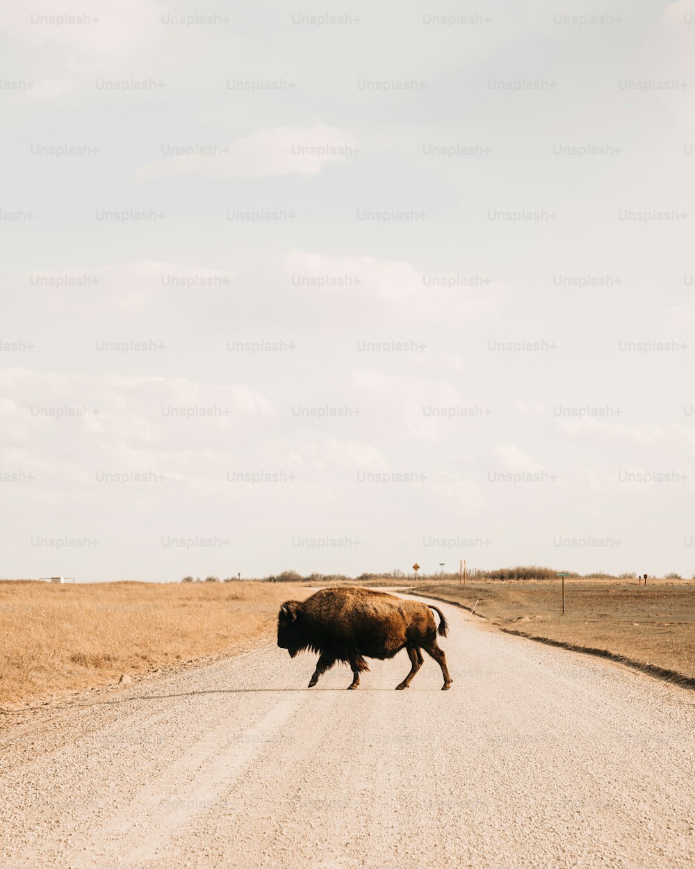 Un bison traversant un chemin de terre au milieu de nulle part