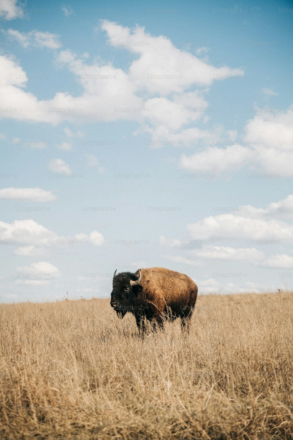 um bisão em pé em um campo de grama alta