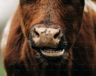 Un primo piano del viso di una mucca con la bocca aperta