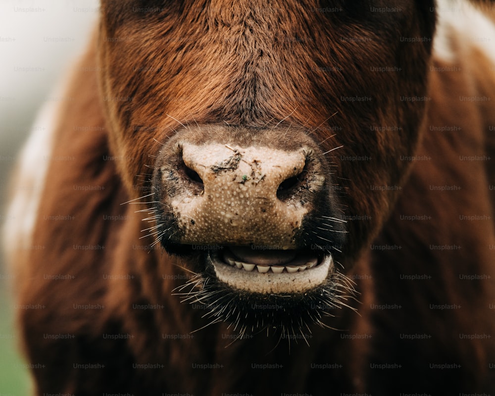 Un primo piano del viso di una mucca con la bocca aperta