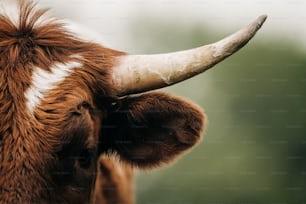 Un primo piano di una mucca con lunghe corna