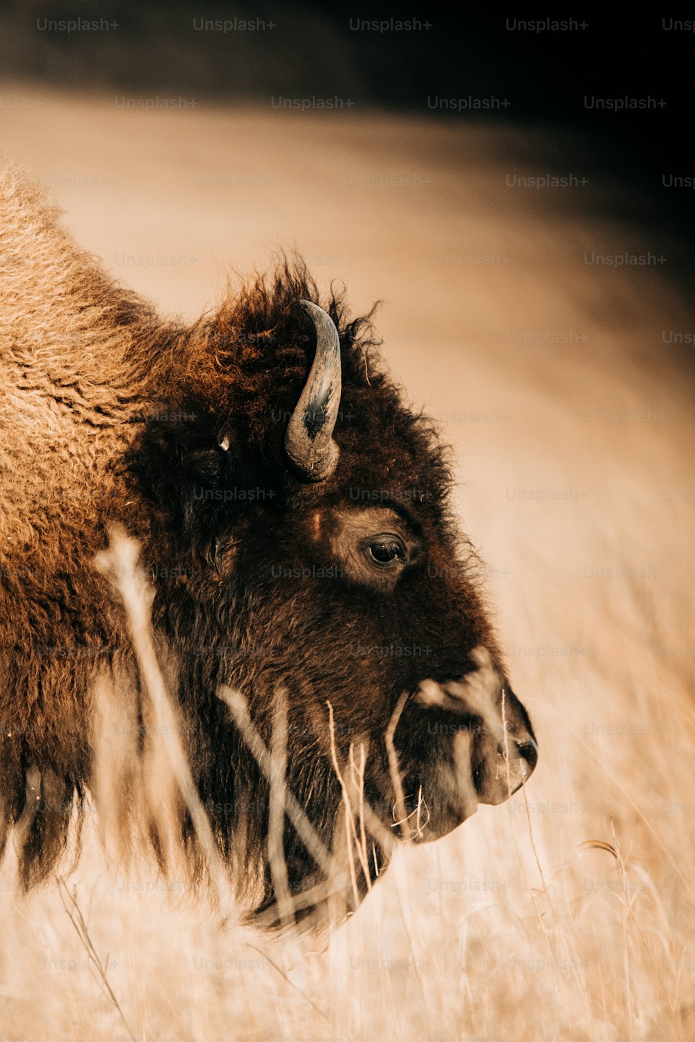 a bison standing in a field of tall grass