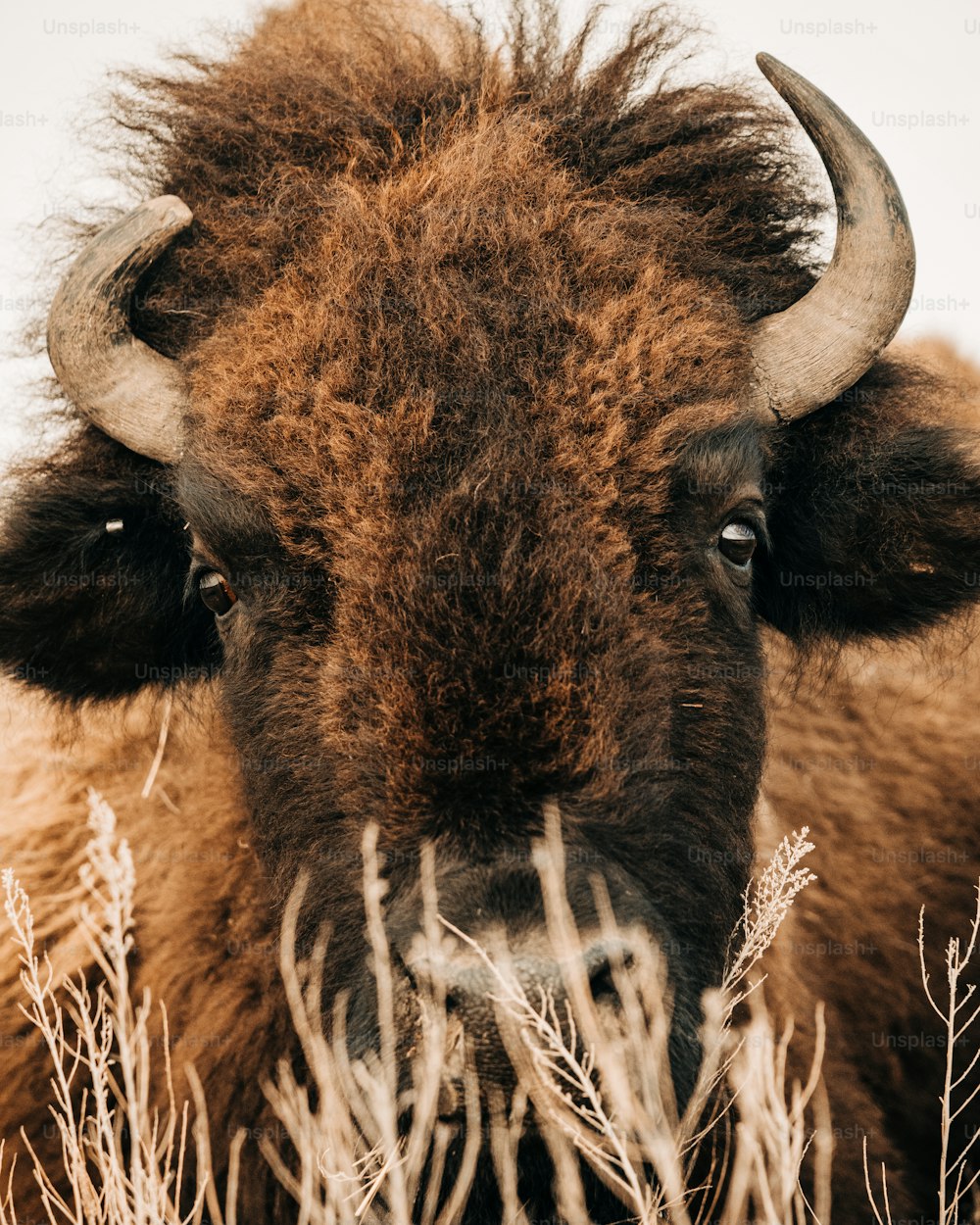 Un primo piano di un bisonte con lunghe corna
