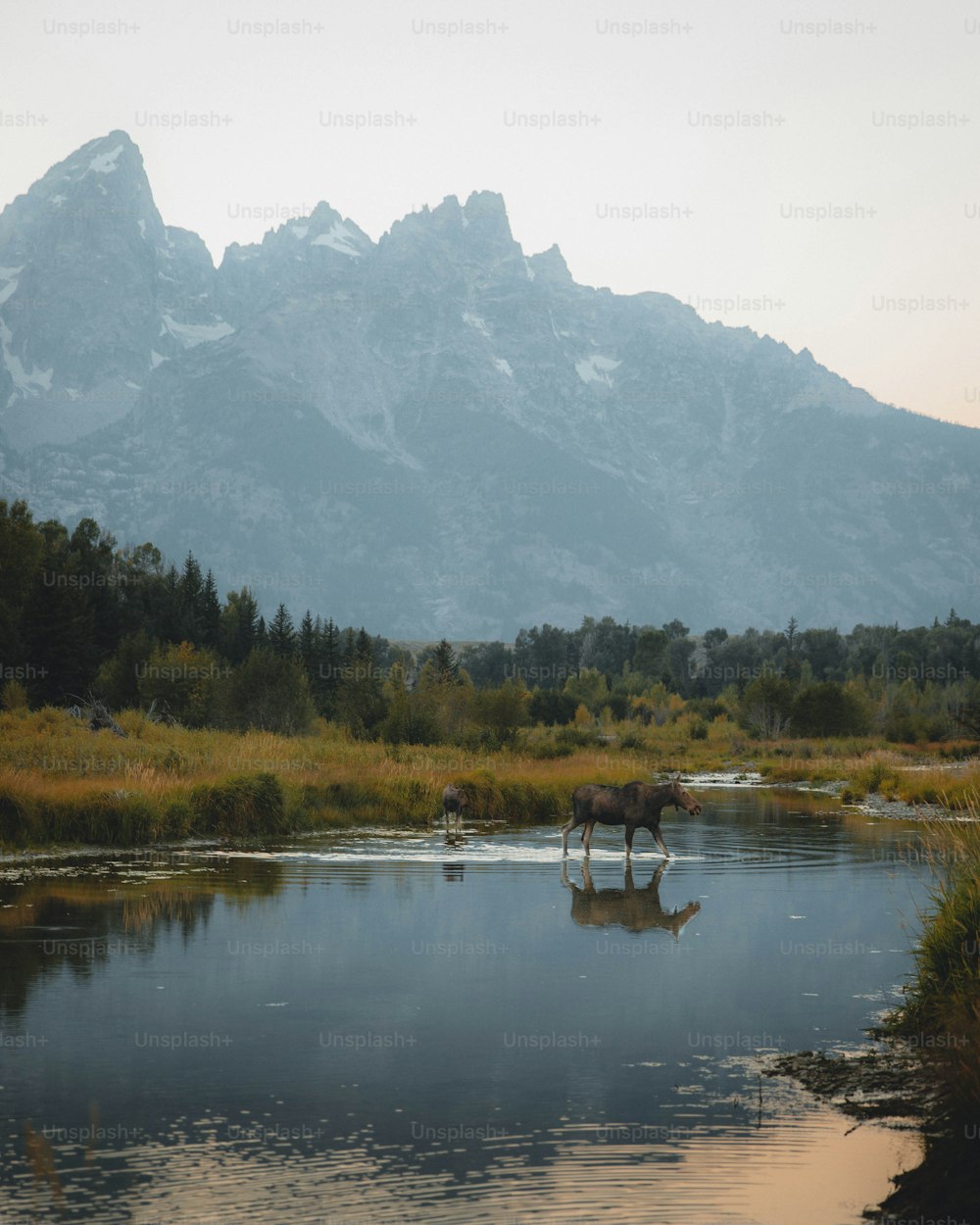 a moose is standing in the water in front of a mountain