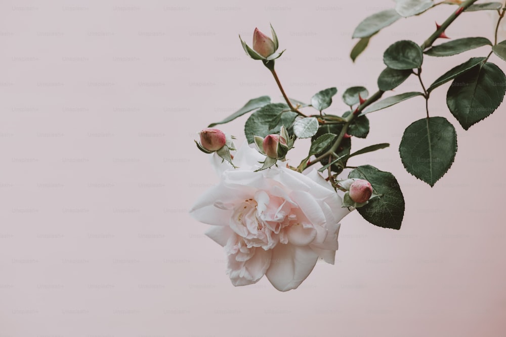 una rosa blanca con hojas verdes sobre un fondo rosado