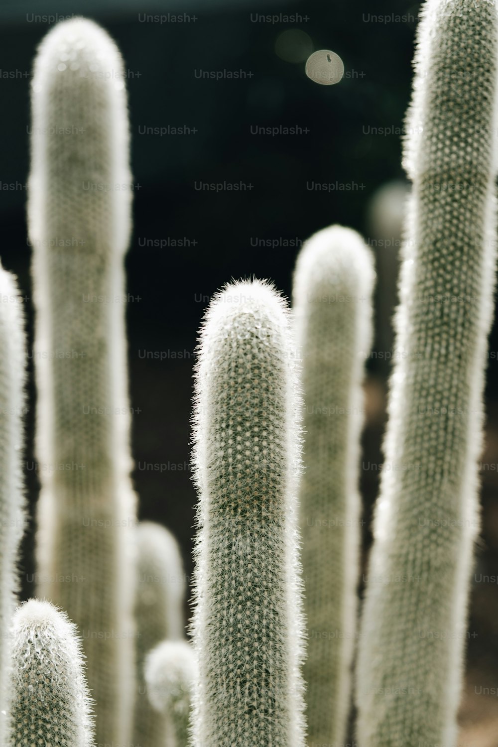 Un primer plano de un montón de plantas de cactus