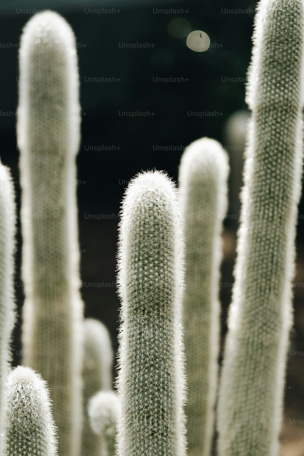 um close up de um monte de plantas de cacto