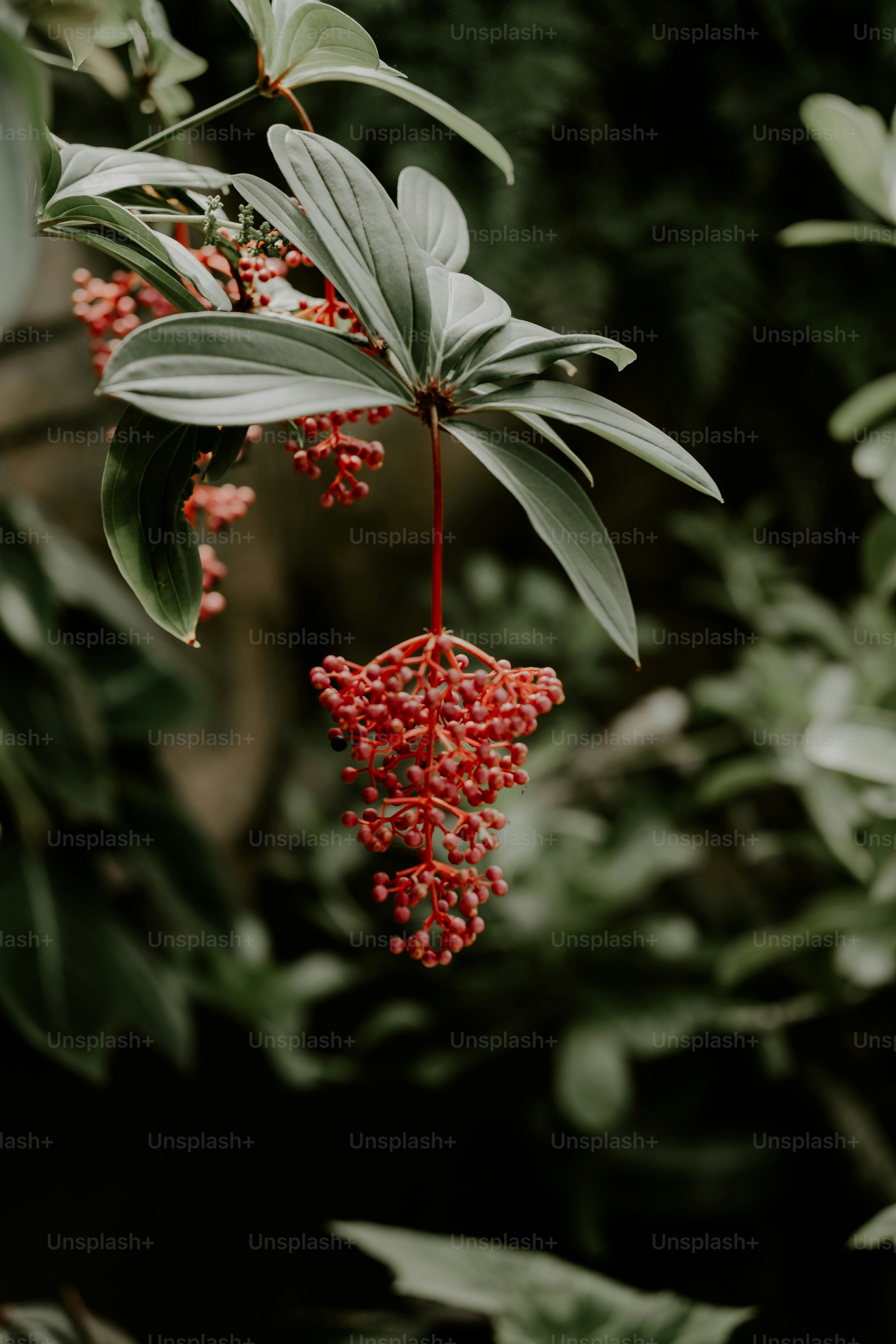 a bunch of red flowers hanging from a tree