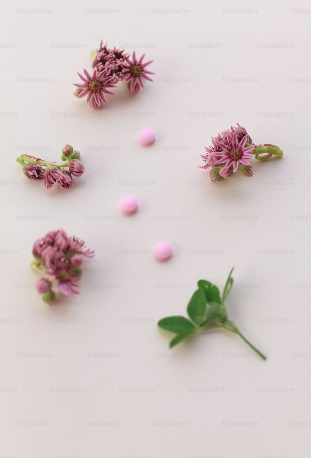 pink flowers and green leaves on a white surface