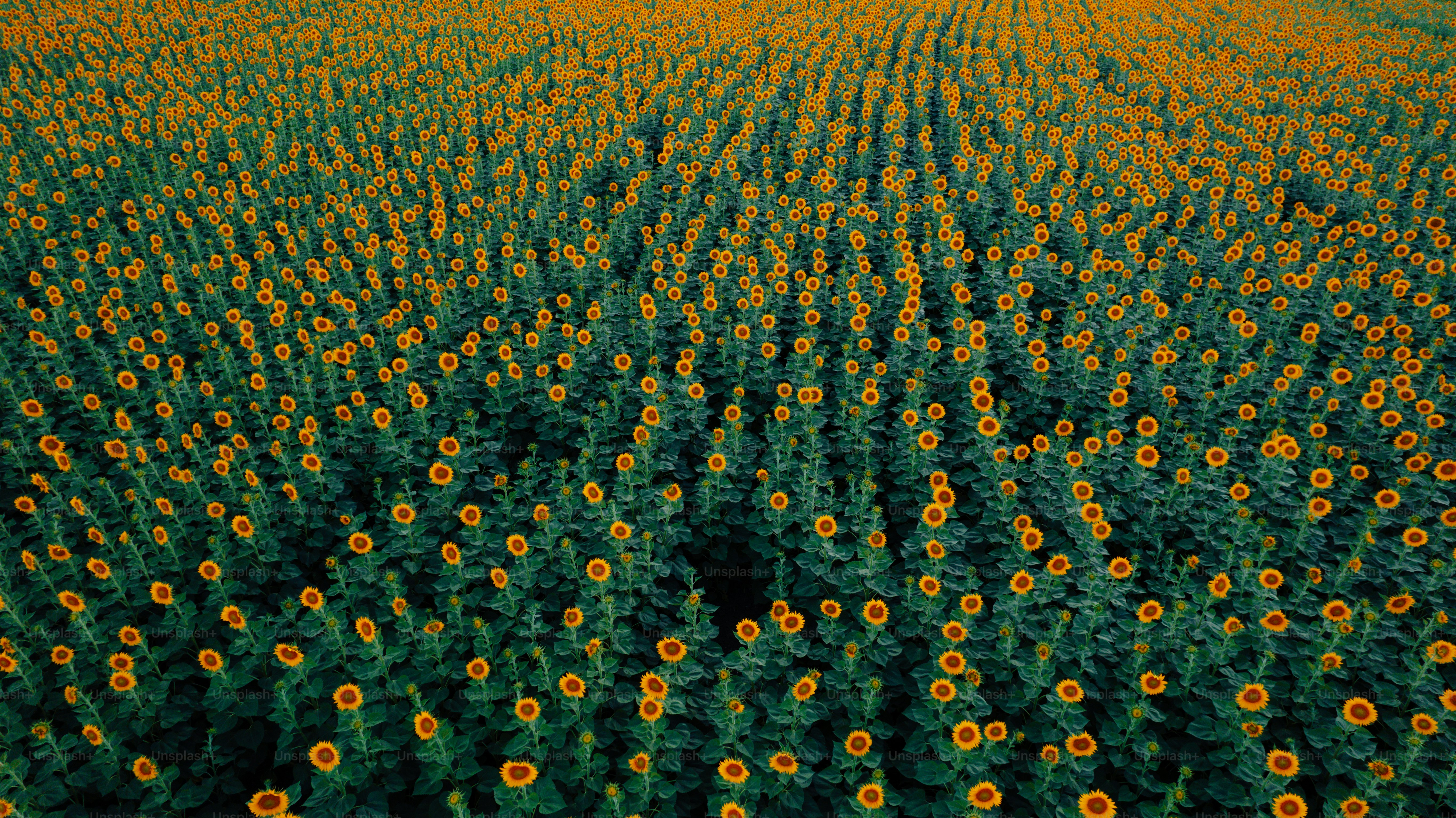 une vue aérienne d’un champ de tournesol