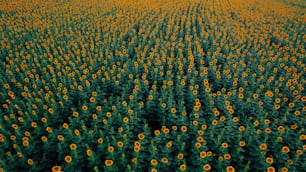 an aerial view of a sunflower field