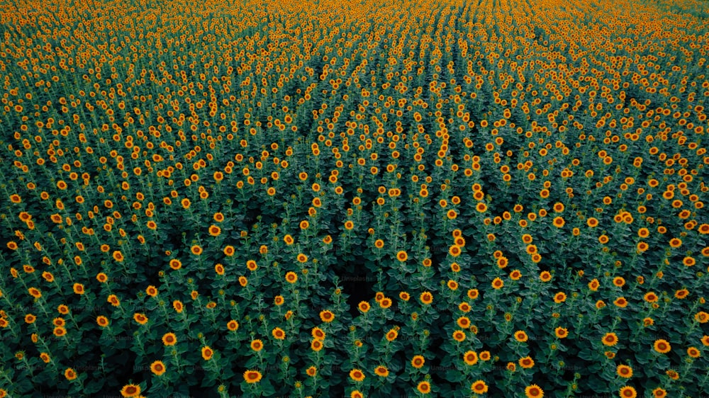 Una vista aerea di un campo di girasoli