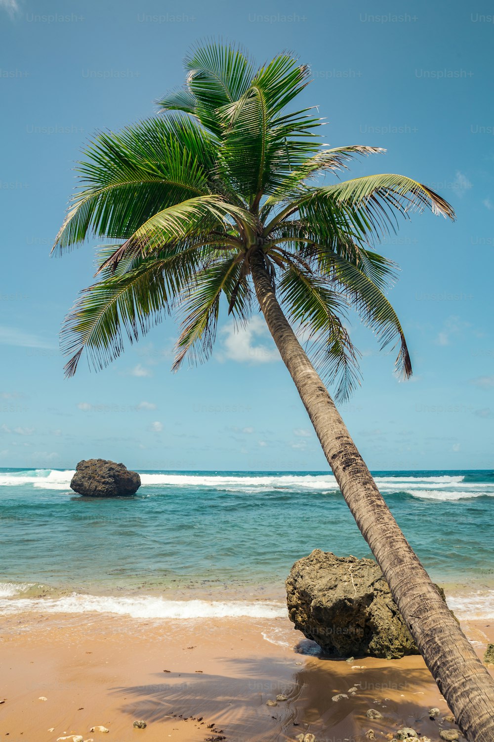 una palmera inclinada sobre una roca en una playa