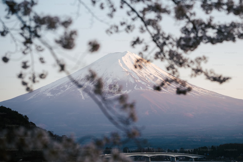 a view of a snow covered mountain through the branches of a tree