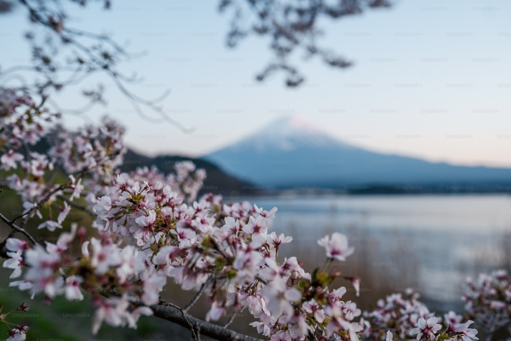 a blooming tree with a mountain in the background