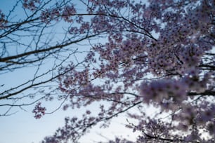 a tree with lots of purple flowers on it