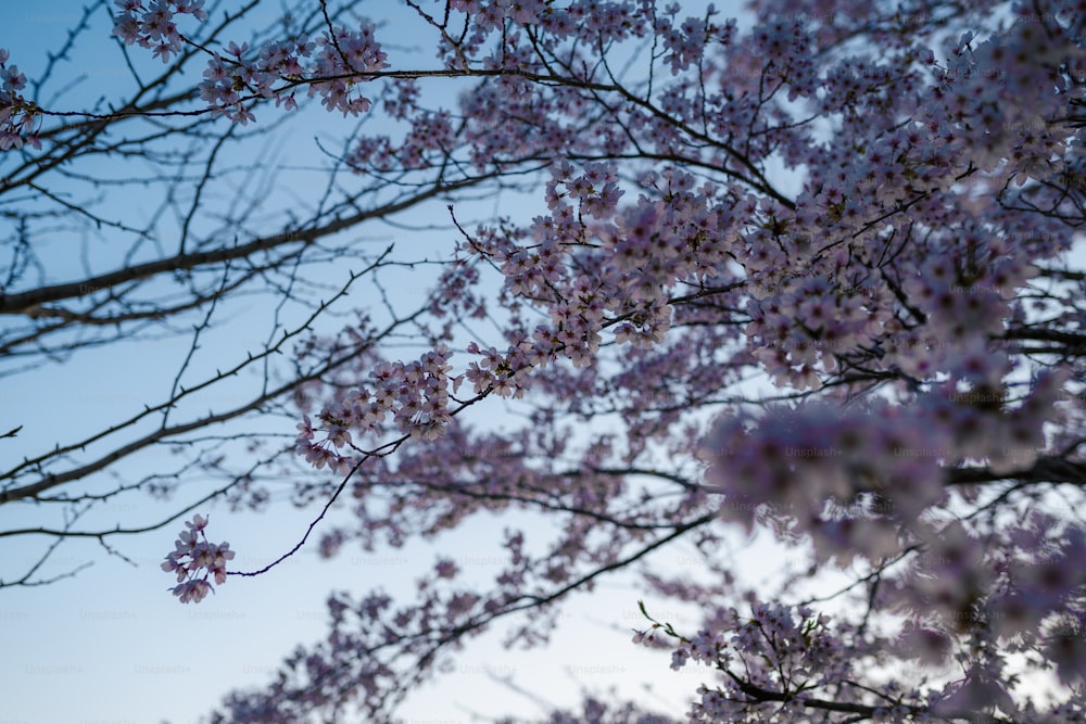 Un árbol con muchas flores púrpuras