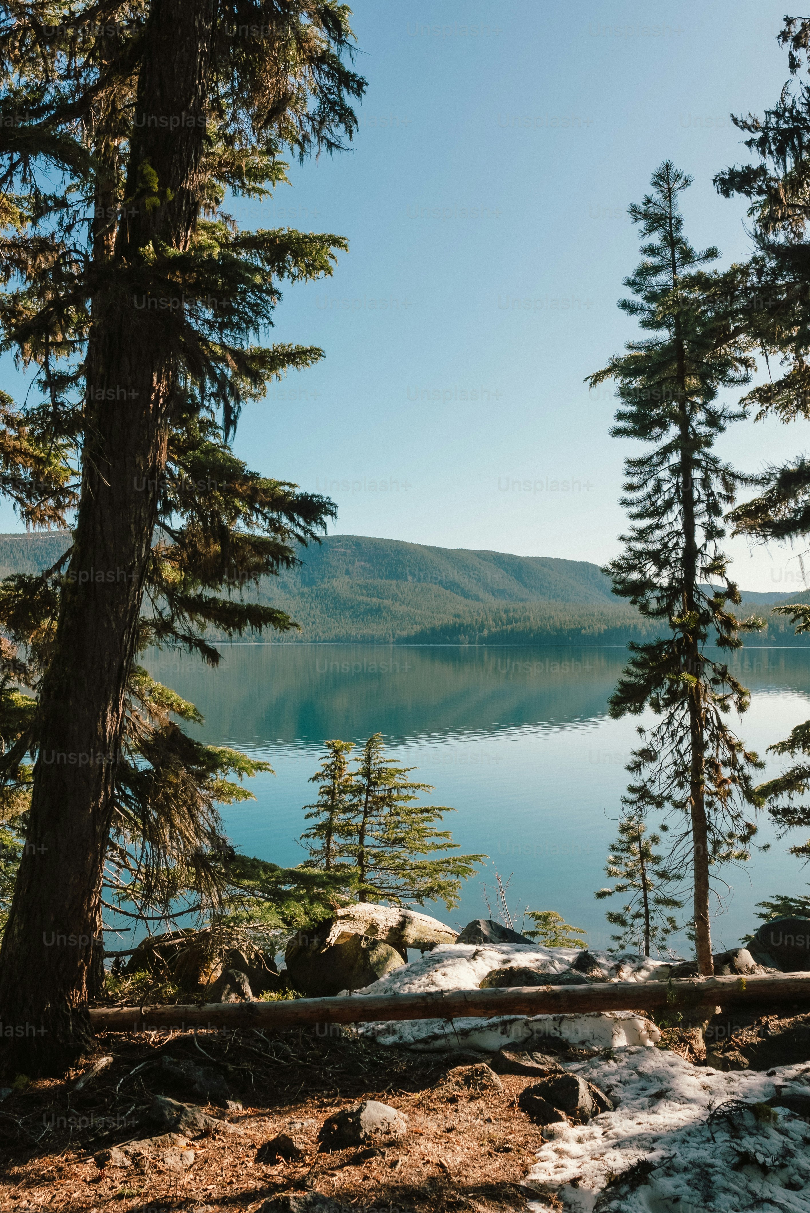 una vista panoramica di un lago circondato da alberi
