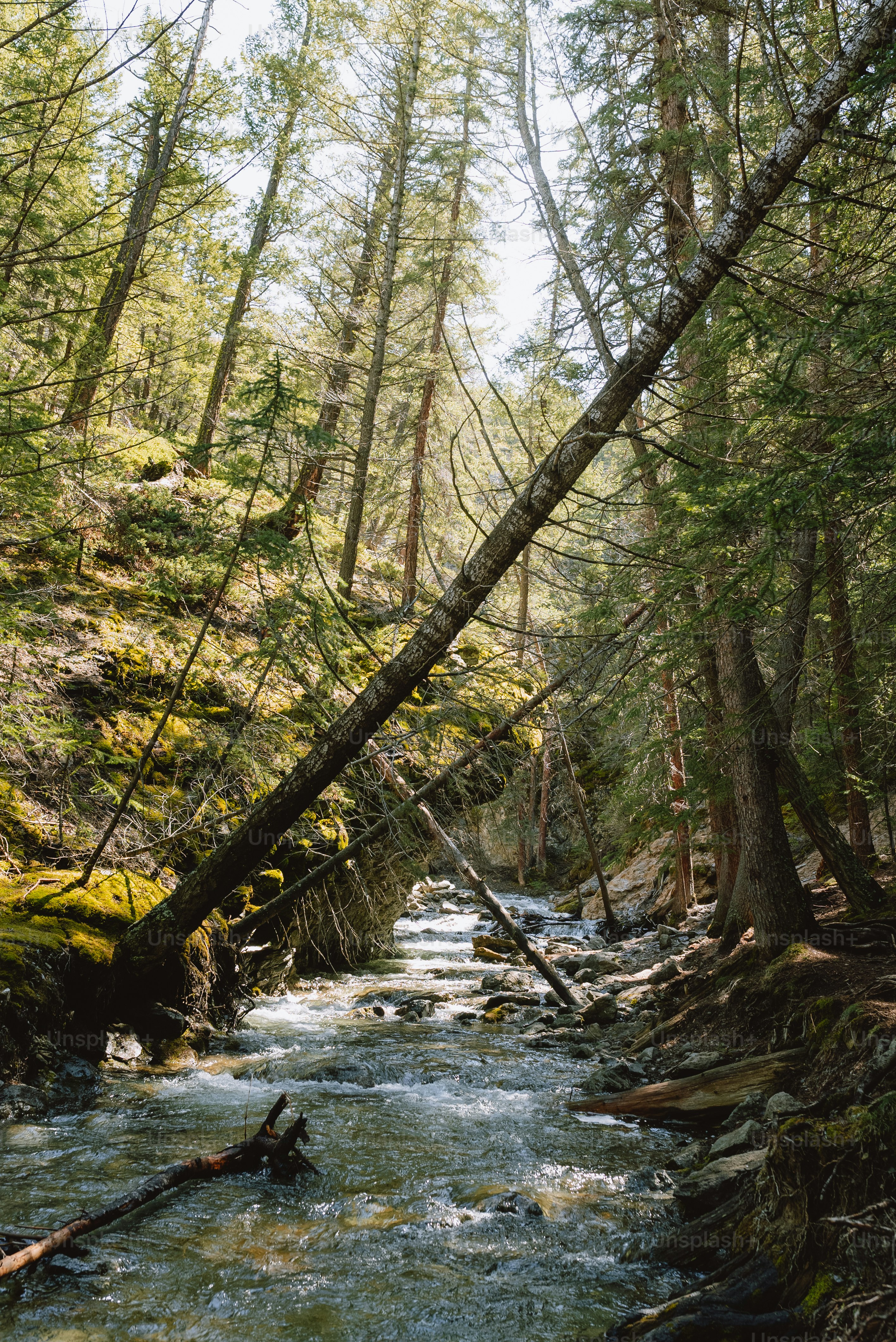 Un ruscello che attraversa una foresta piena di molti alberi