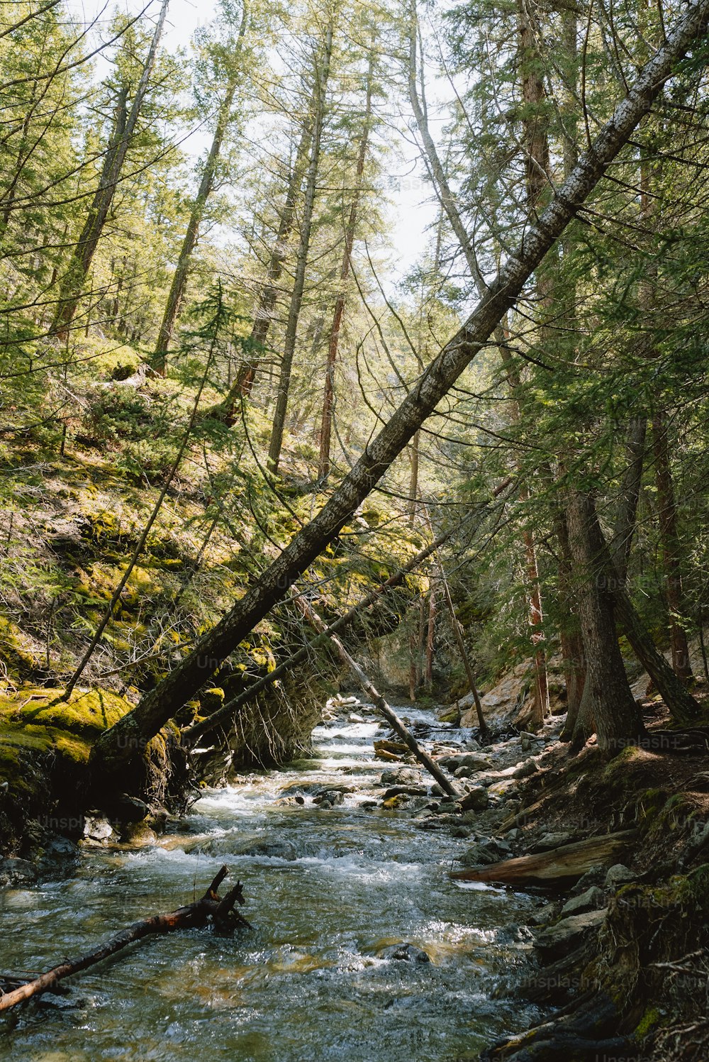 a stream running through a forest filled with lots of trees