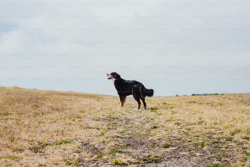 a black dog standing on top of a dry grass covered field