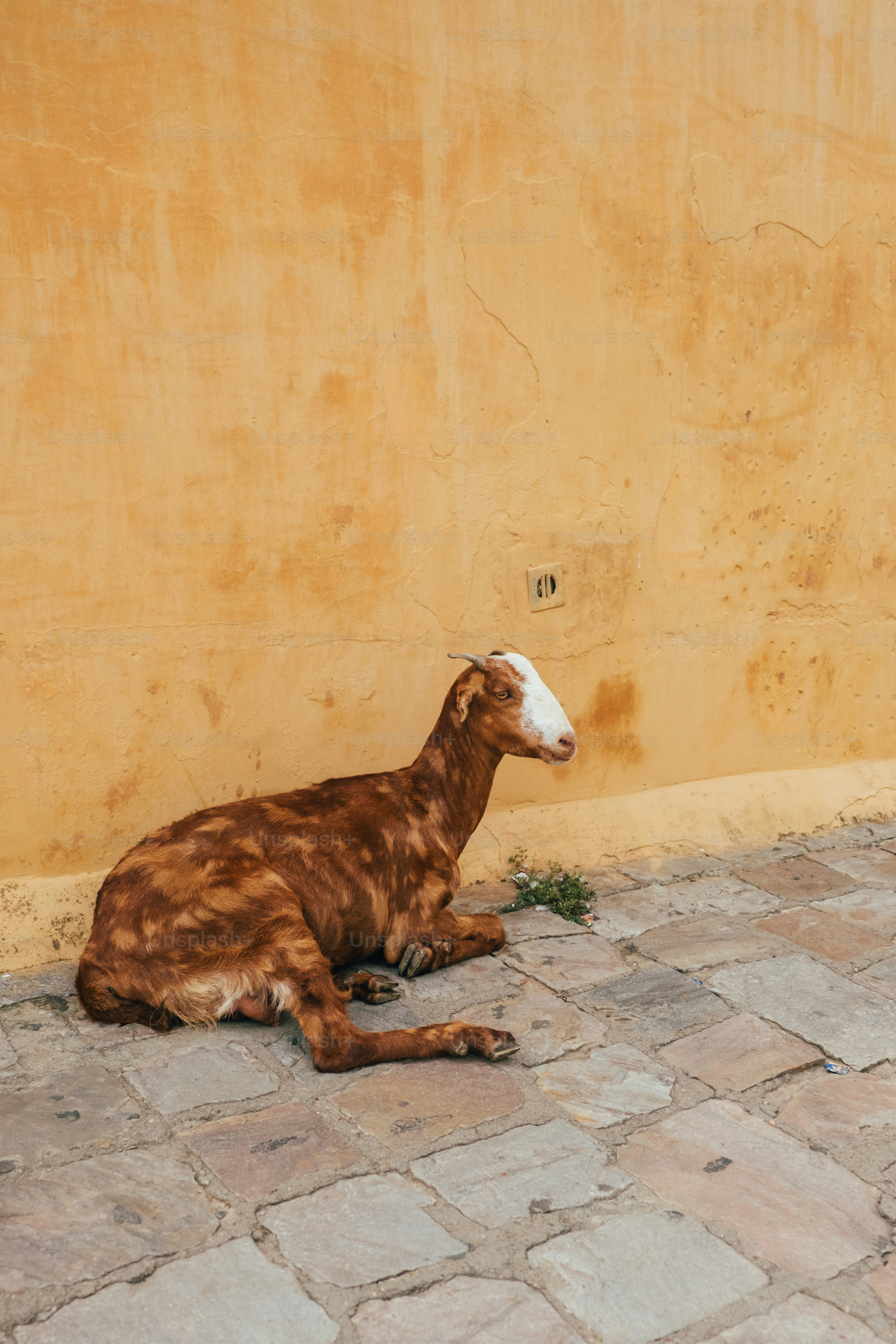 Shirohi Goat