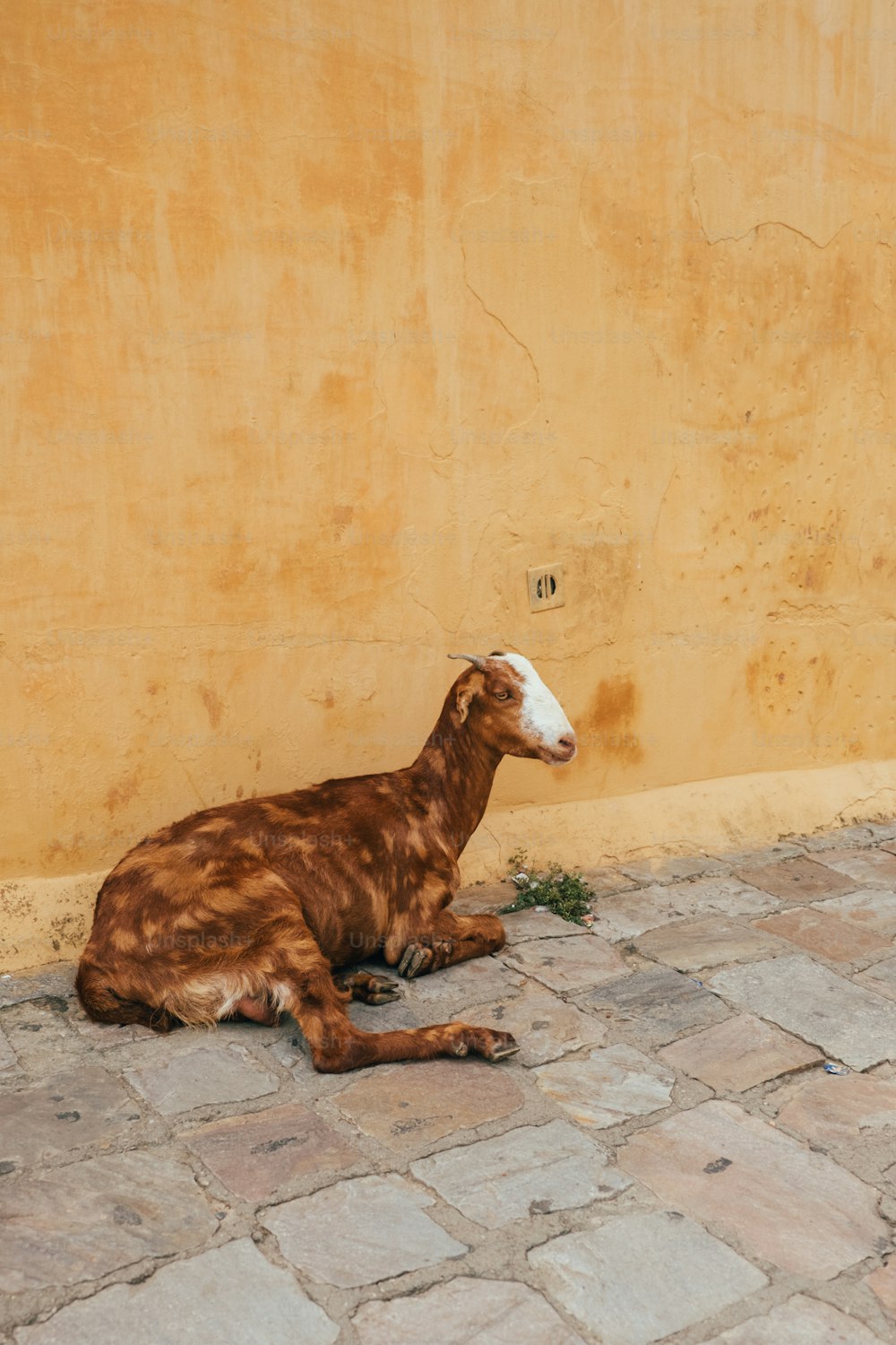 a brown and white goat laying on the ground next to a yellow wall