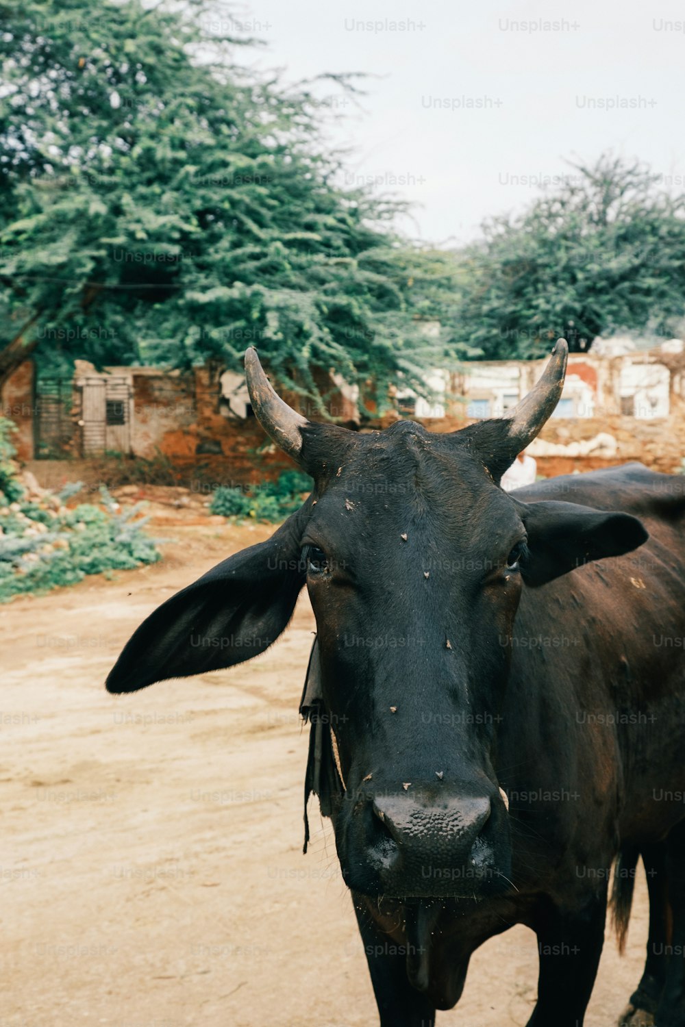 a black cow standing on a dirt road