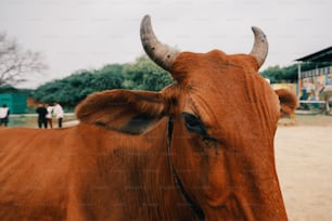未舗装の畑の上に立つ茶色の牛
