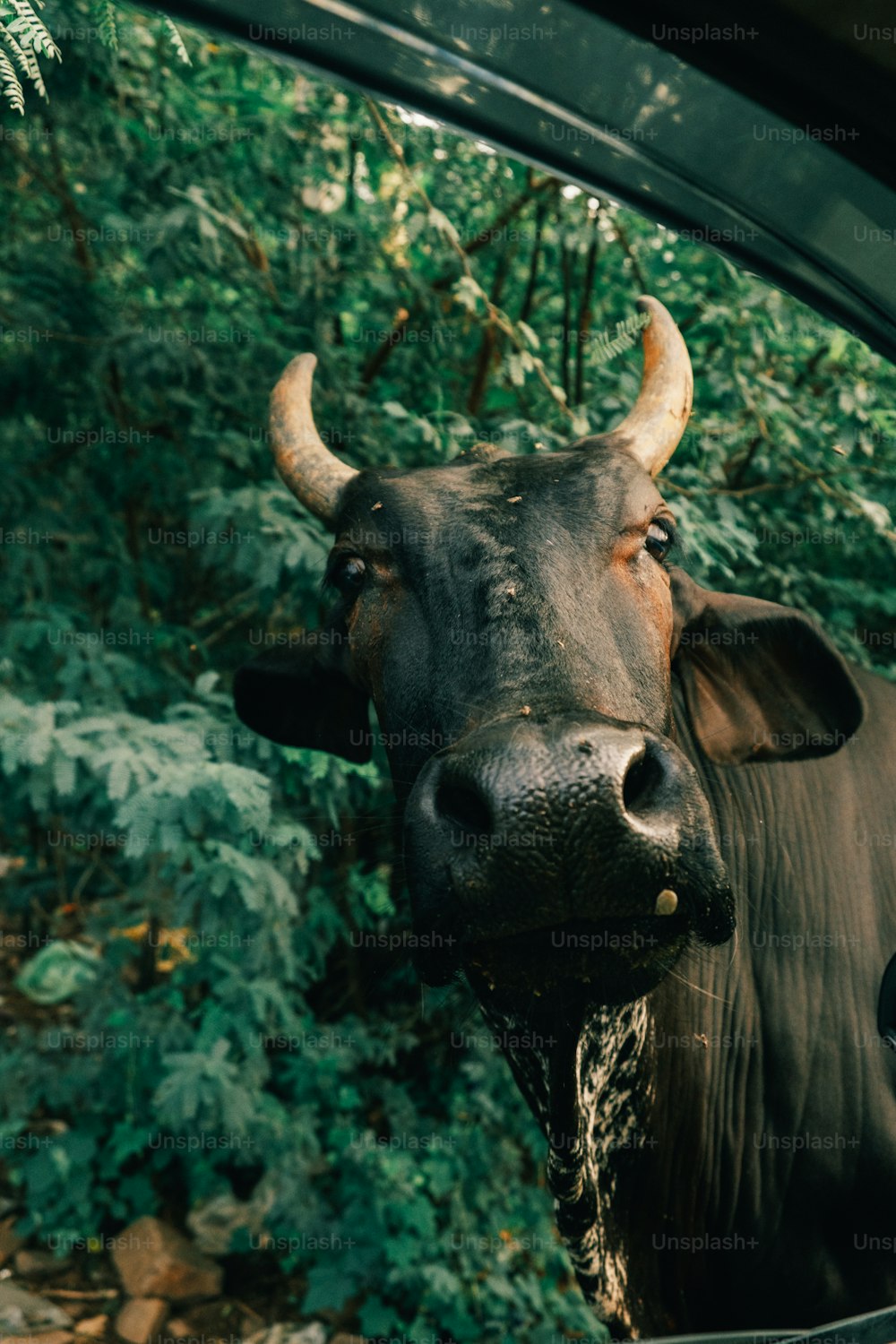 Ein Stier mit großen Hörnern, der vor einem Auto steht