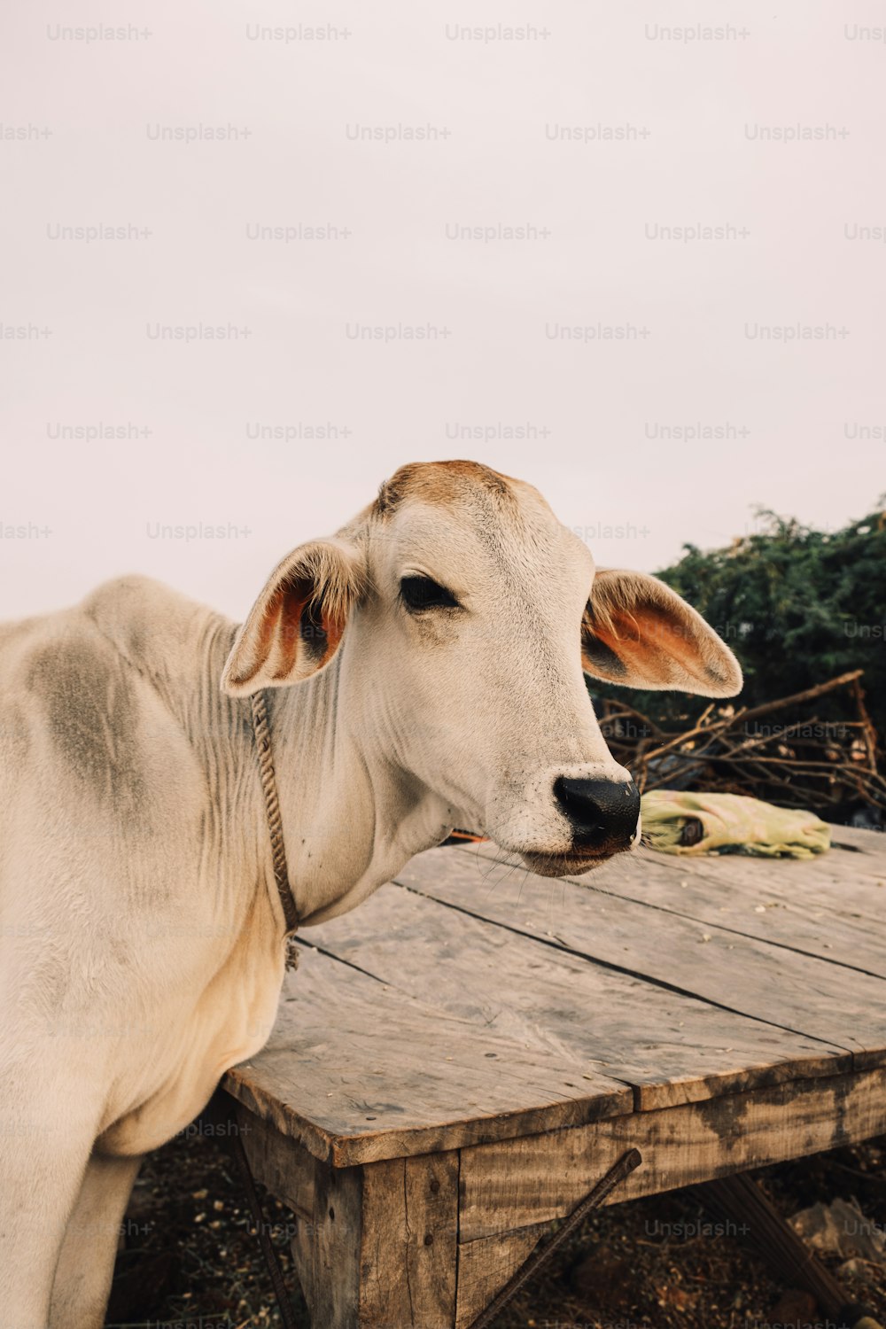 a white cow standing on top of a wooden table