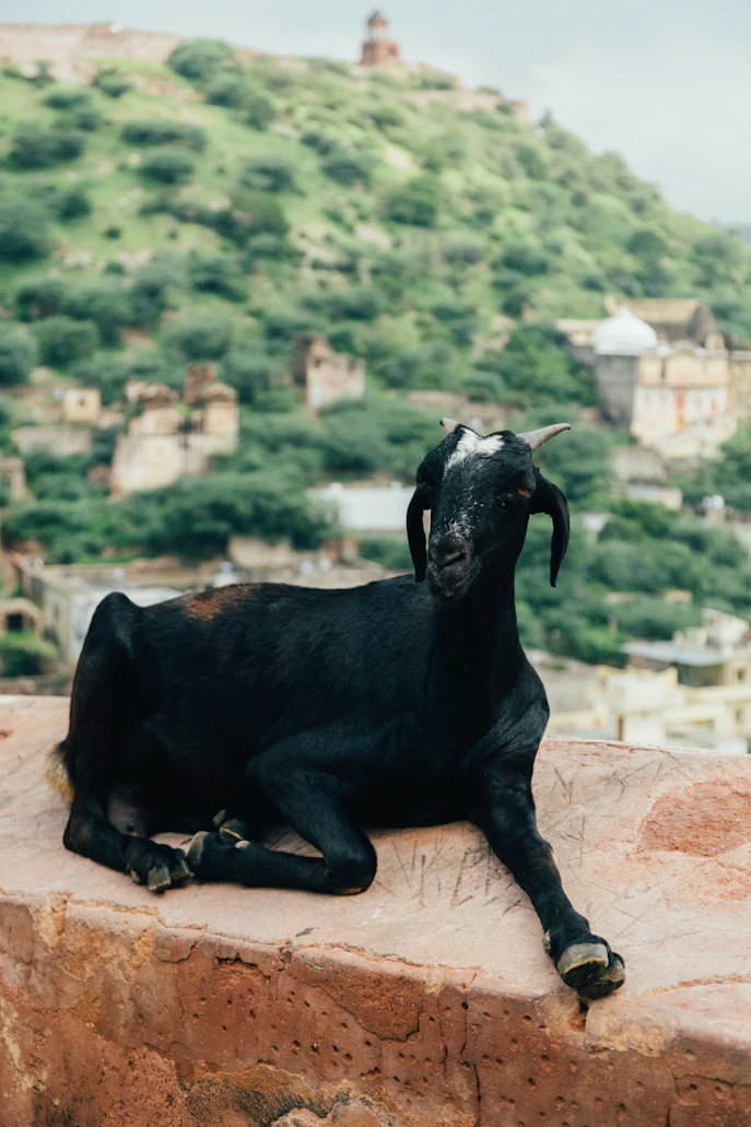 Black Bengal Goat