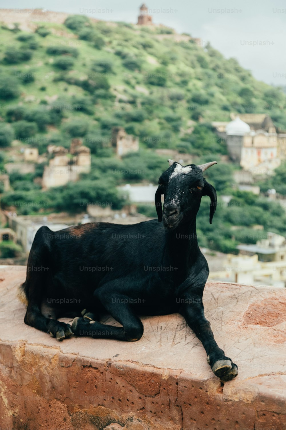 a black goat laying on top of a rock