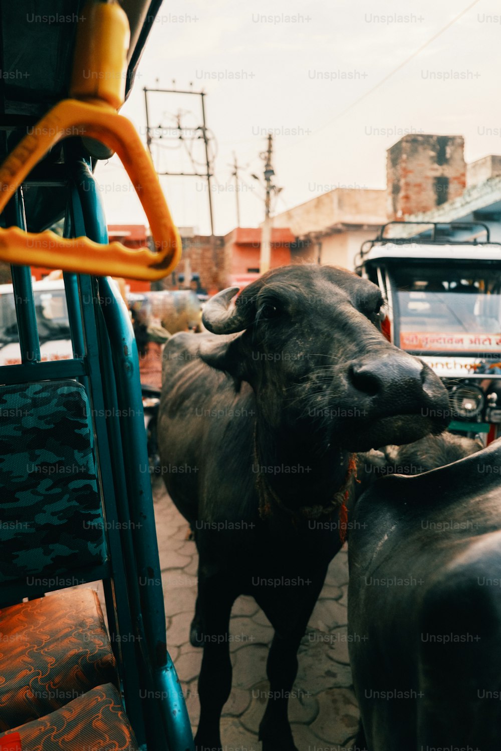 a cow standing next to a bus on a street