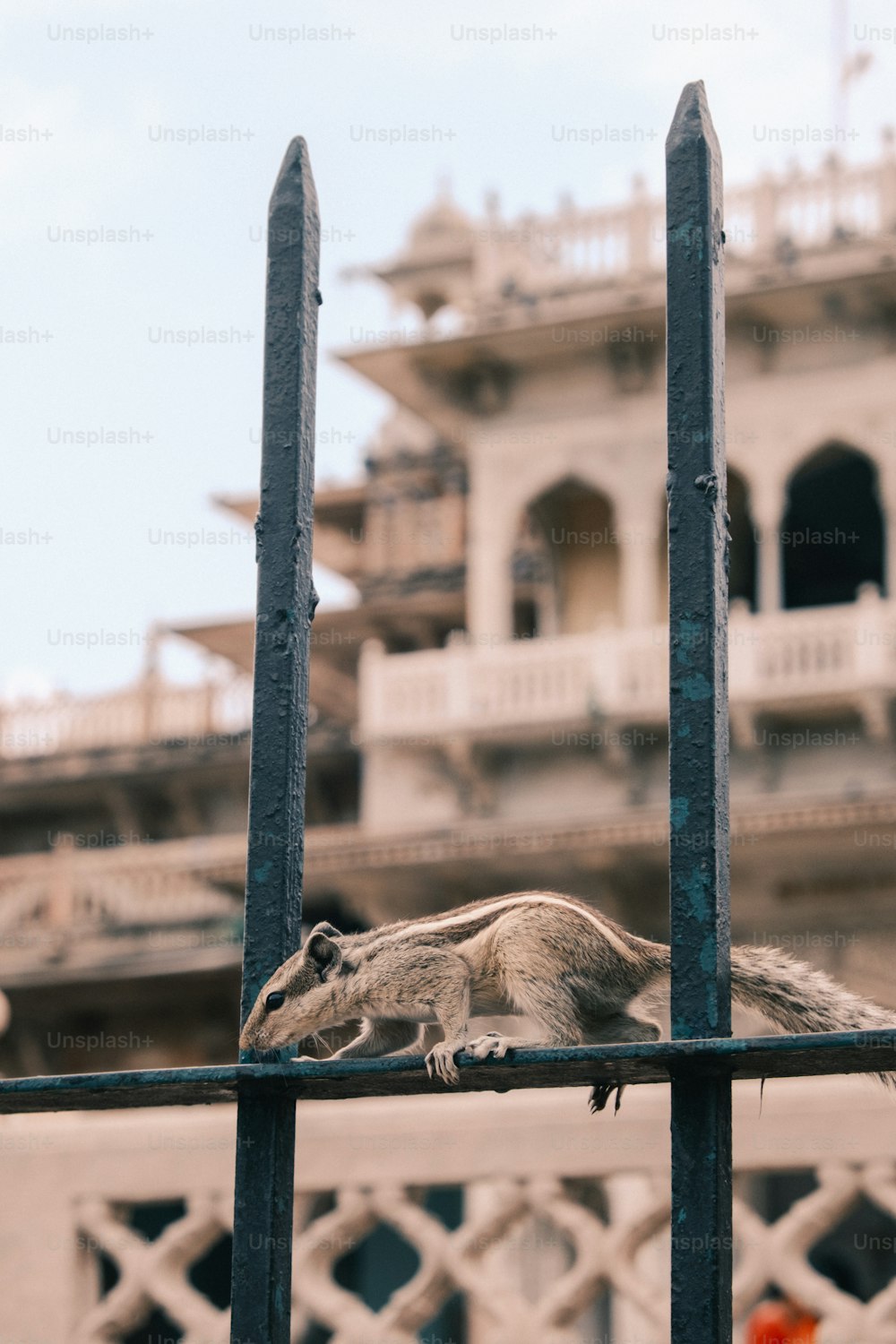 un uccello seduto in cima a una recinzione metallica
