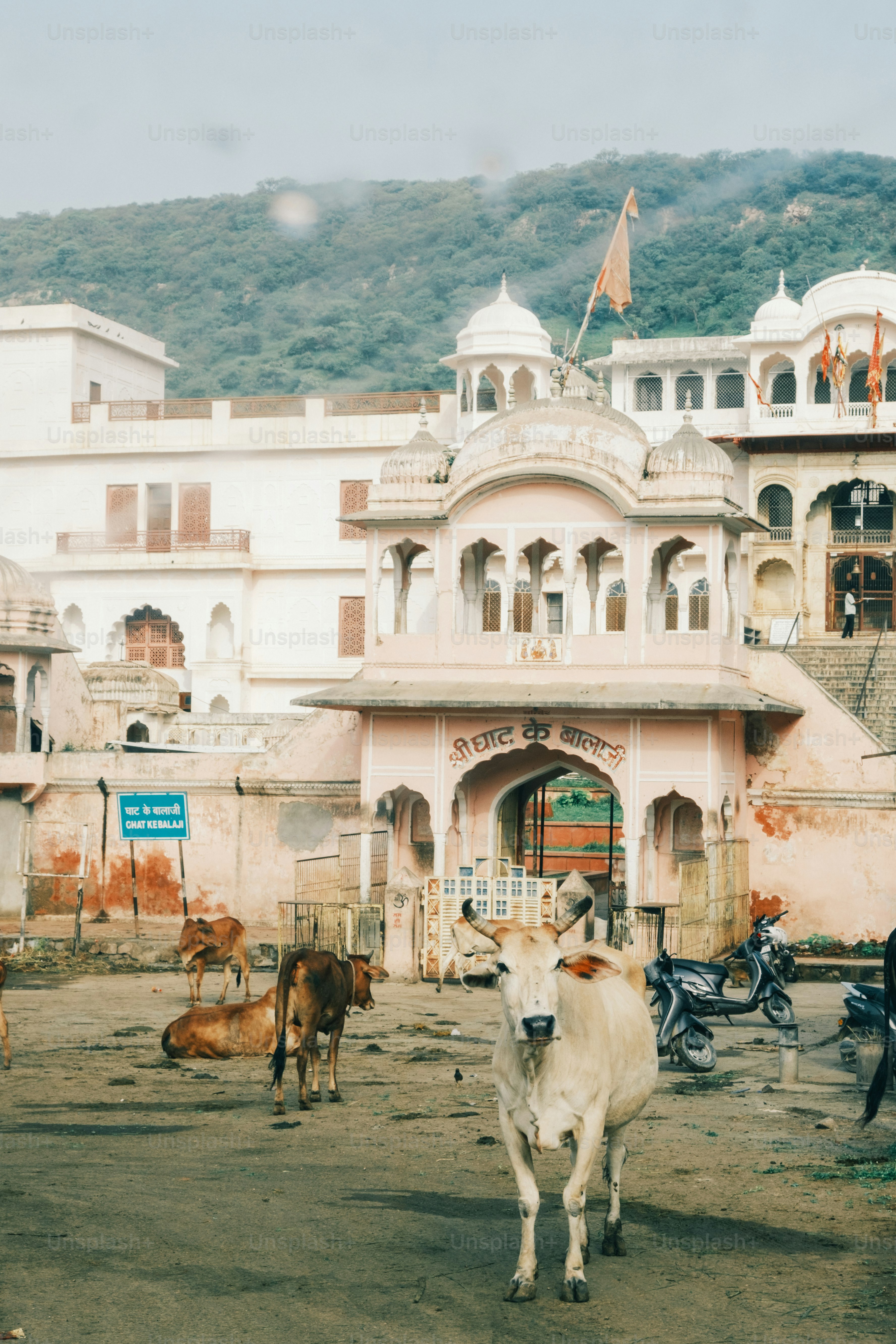 a group of cows standing in front of a building