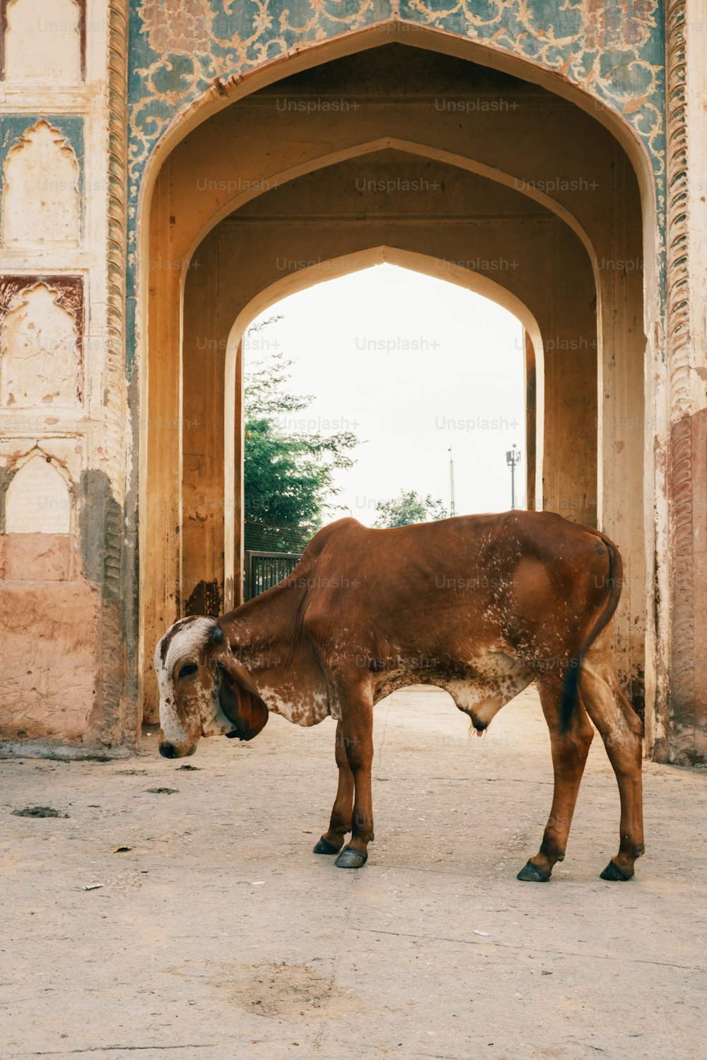 Una vaca marrón parada frente a un arco
