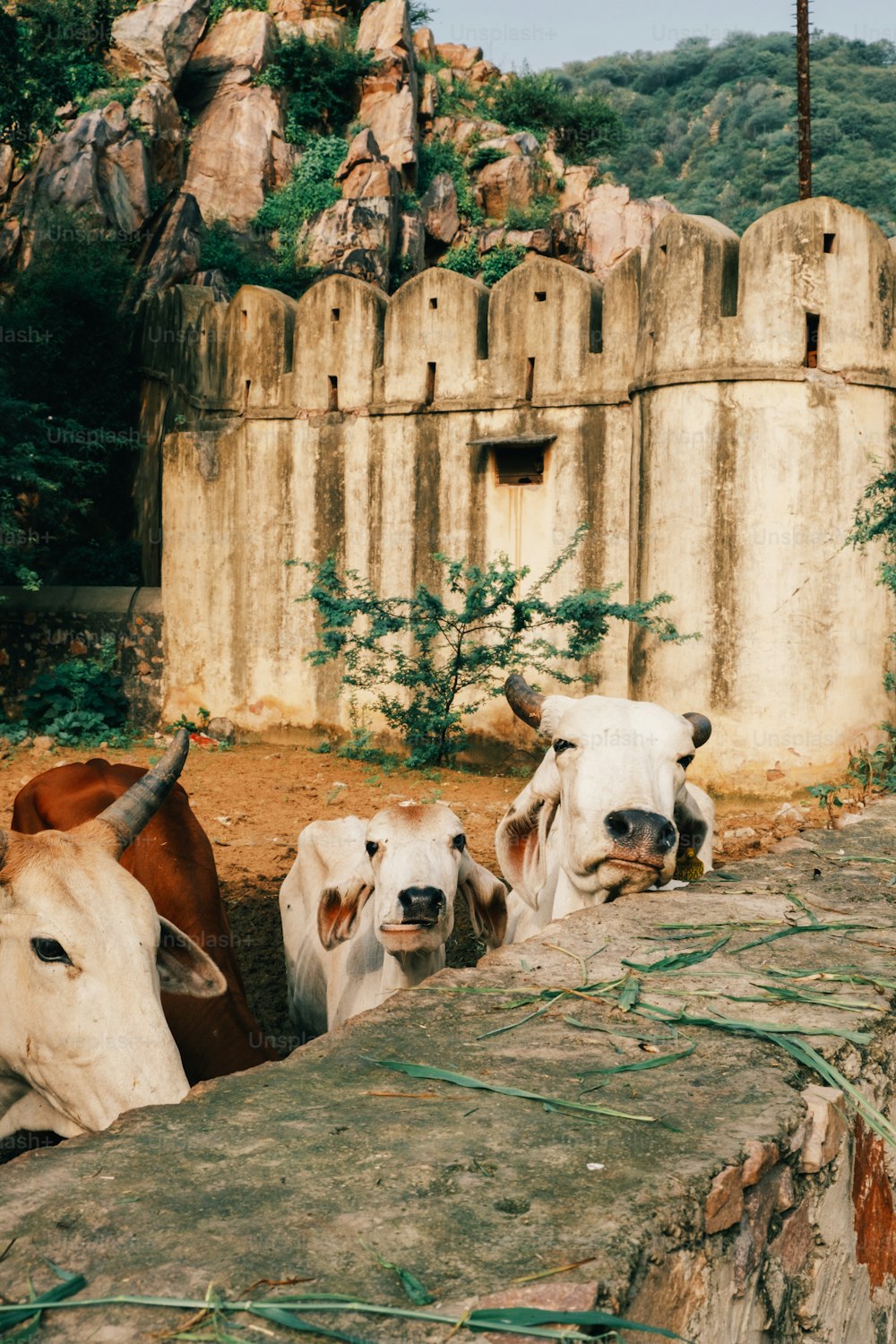 a group of cows standing next to each other