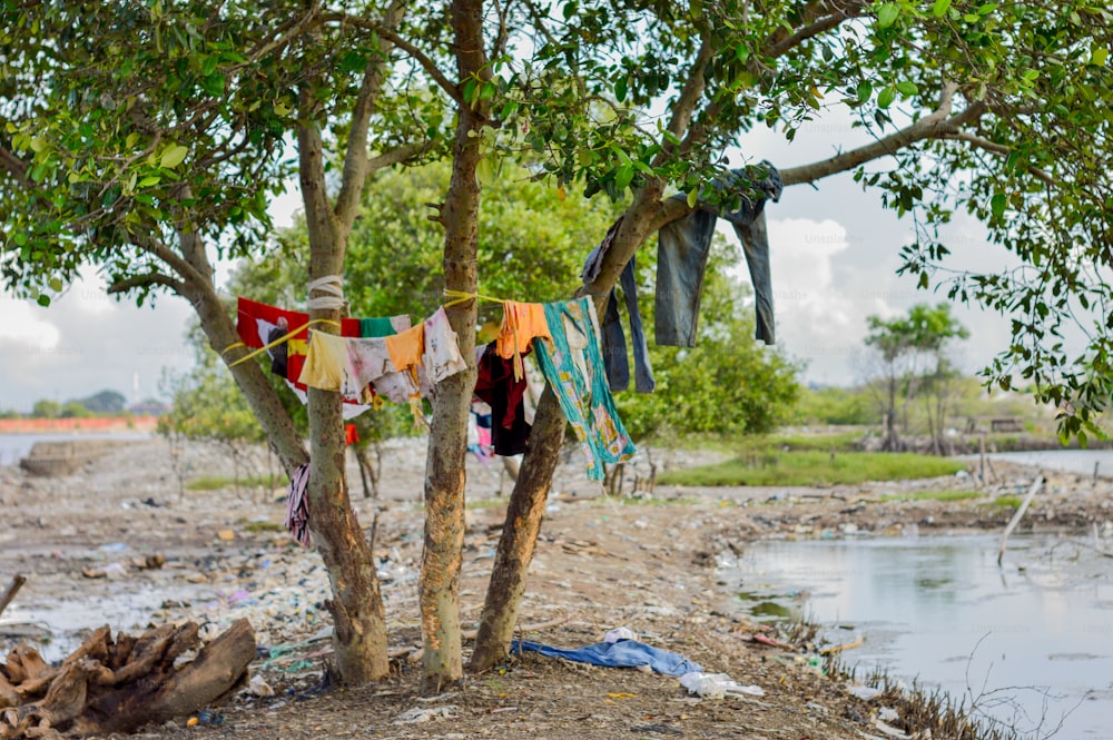 clothes hanging from a tree next to a river