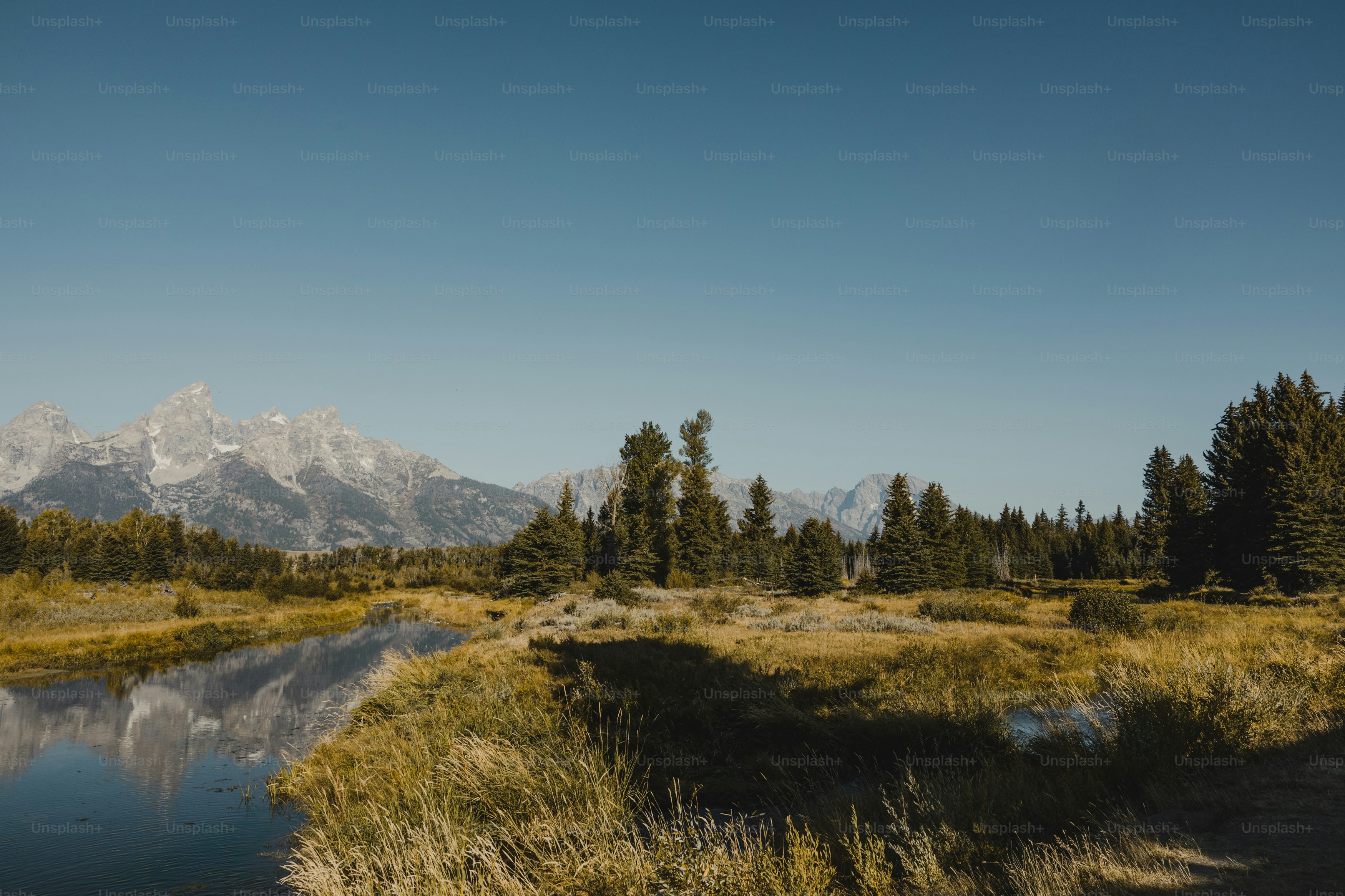a river running through a lush green forest