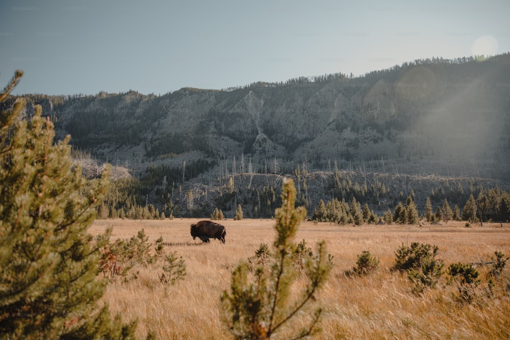 um bisão em um campo com uma montanha ao fundo