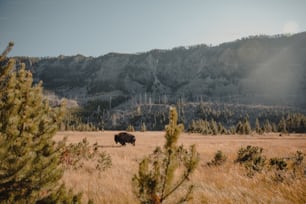 a bison in a field with a mountain in the background