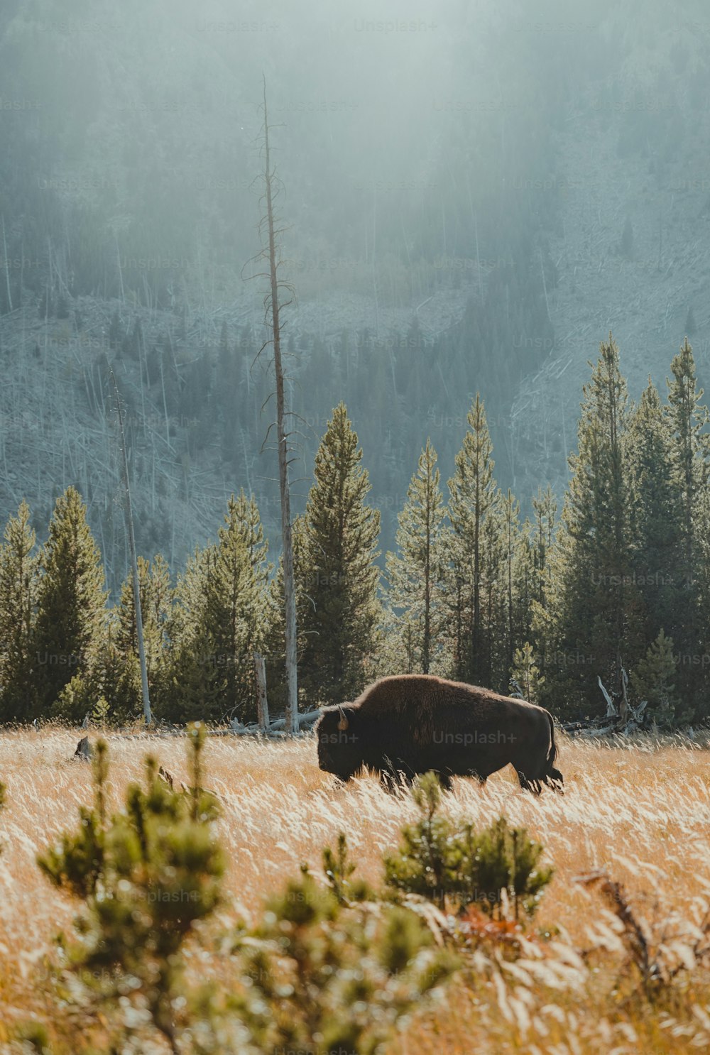 a bison in a field with trees in the background