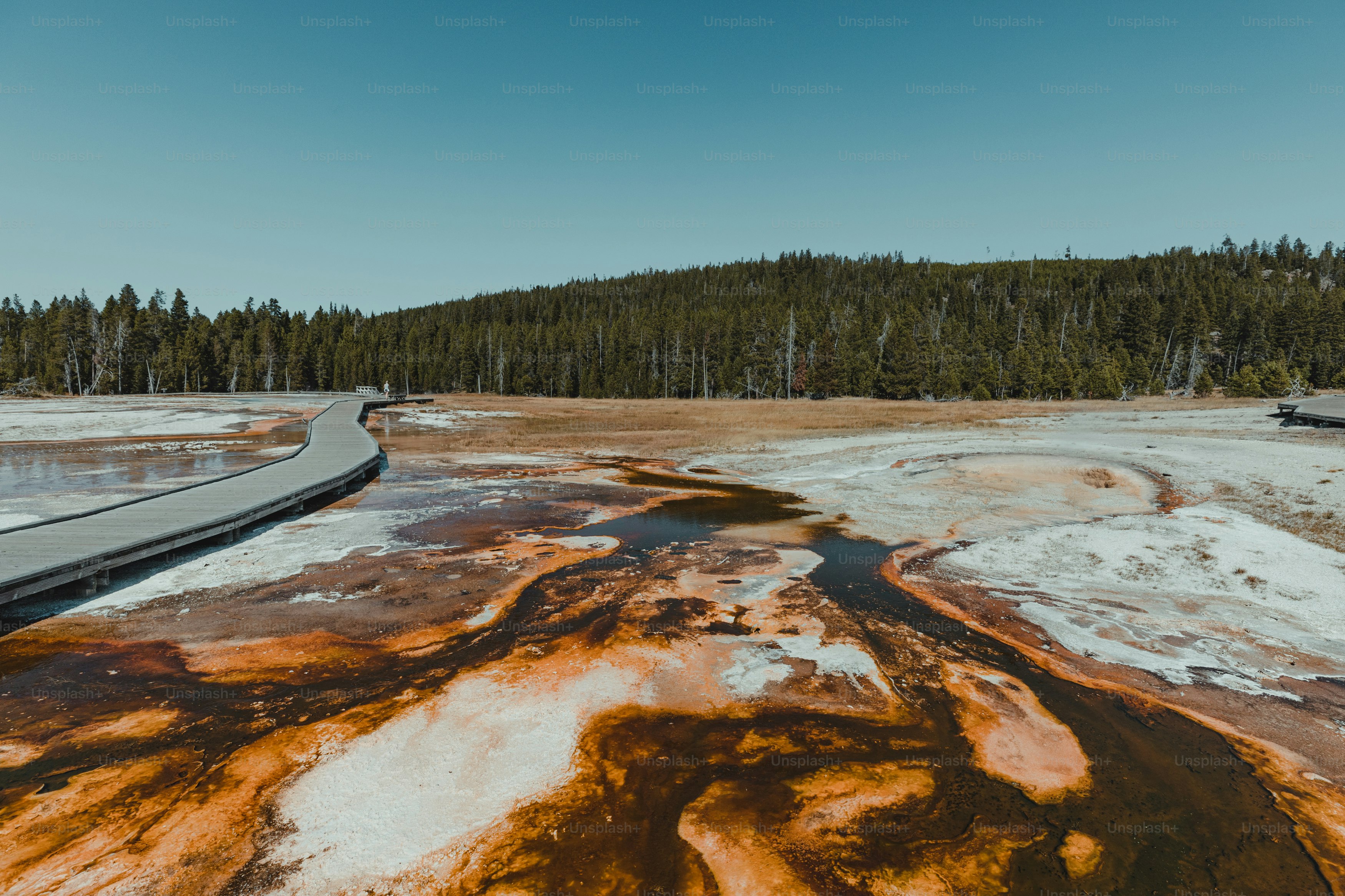 eine Straße, die neben einem Wald liegt