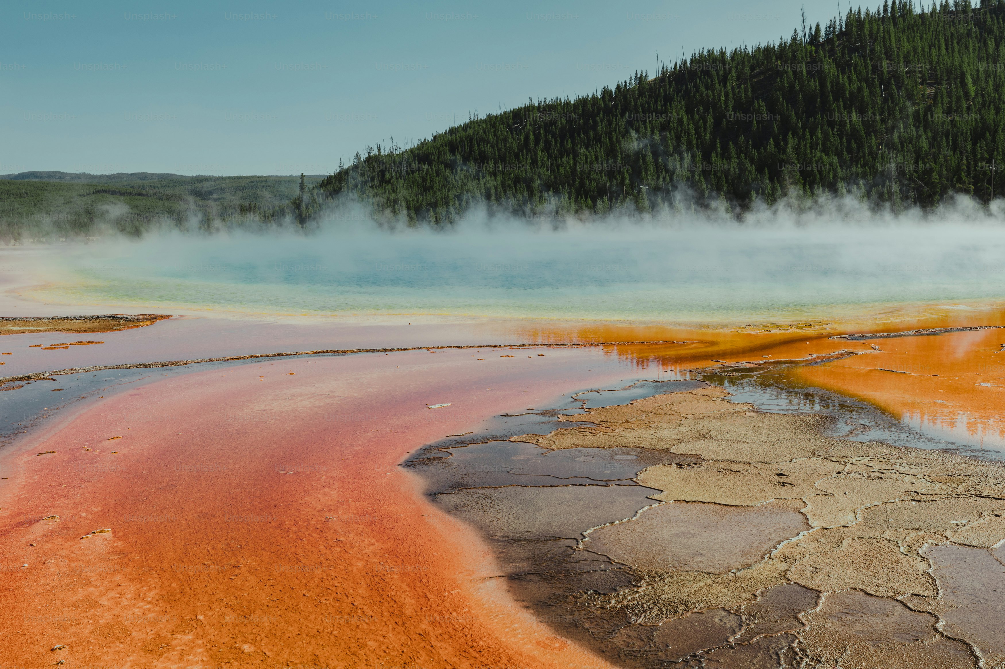 a large body of water surrounded by a forest