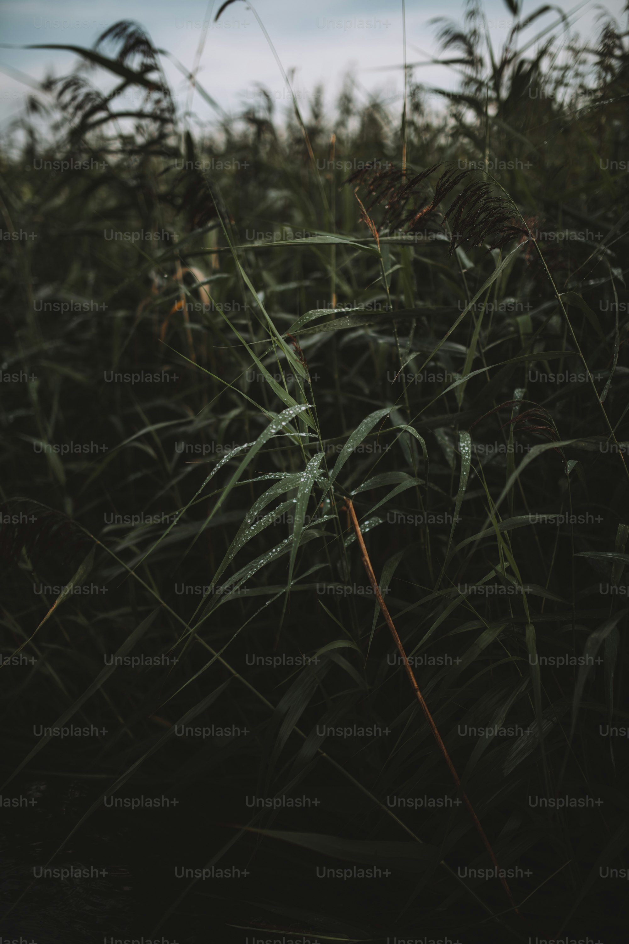 a field of tall grass with a blue sky in the background