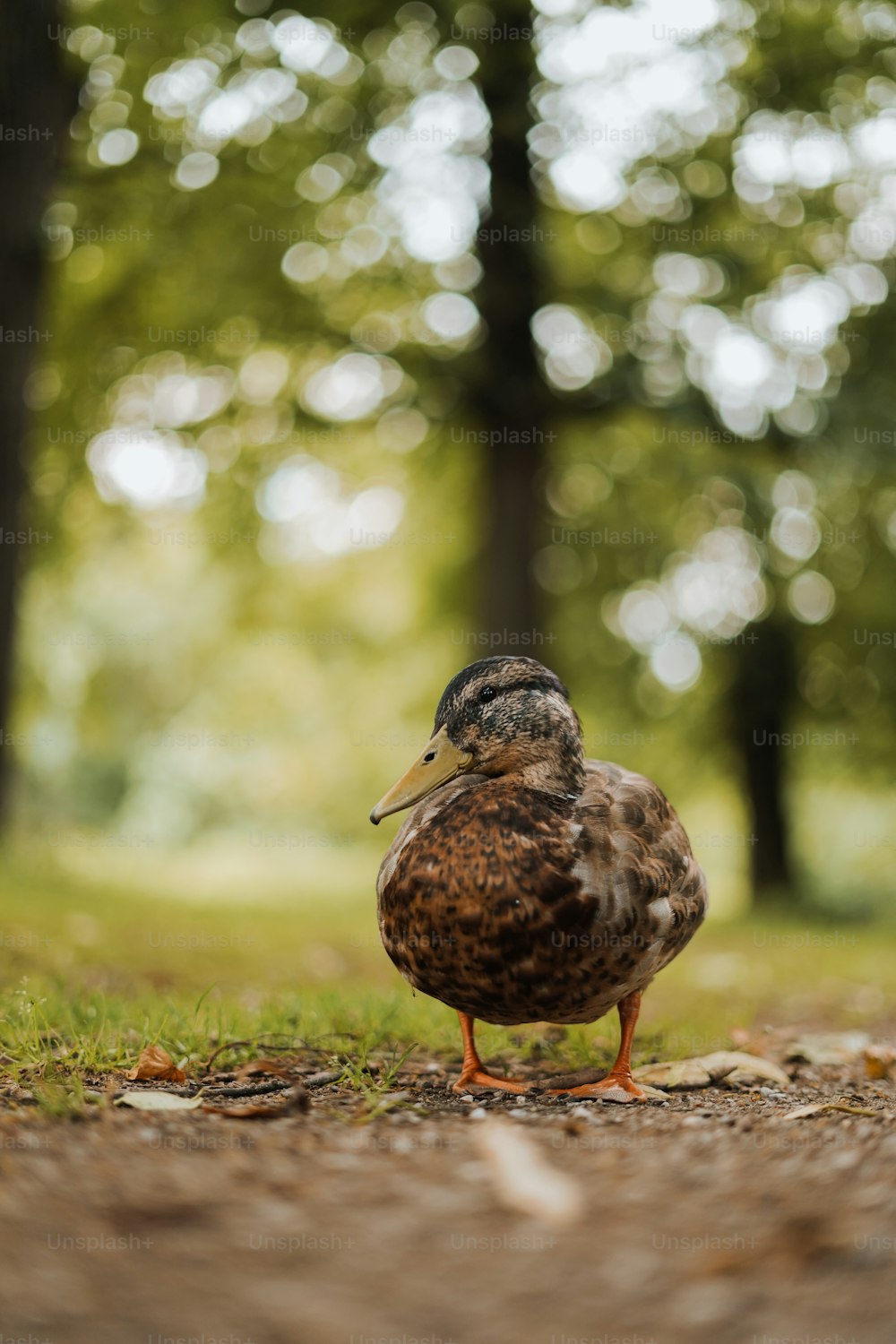 a bird standing on the ground in a forest