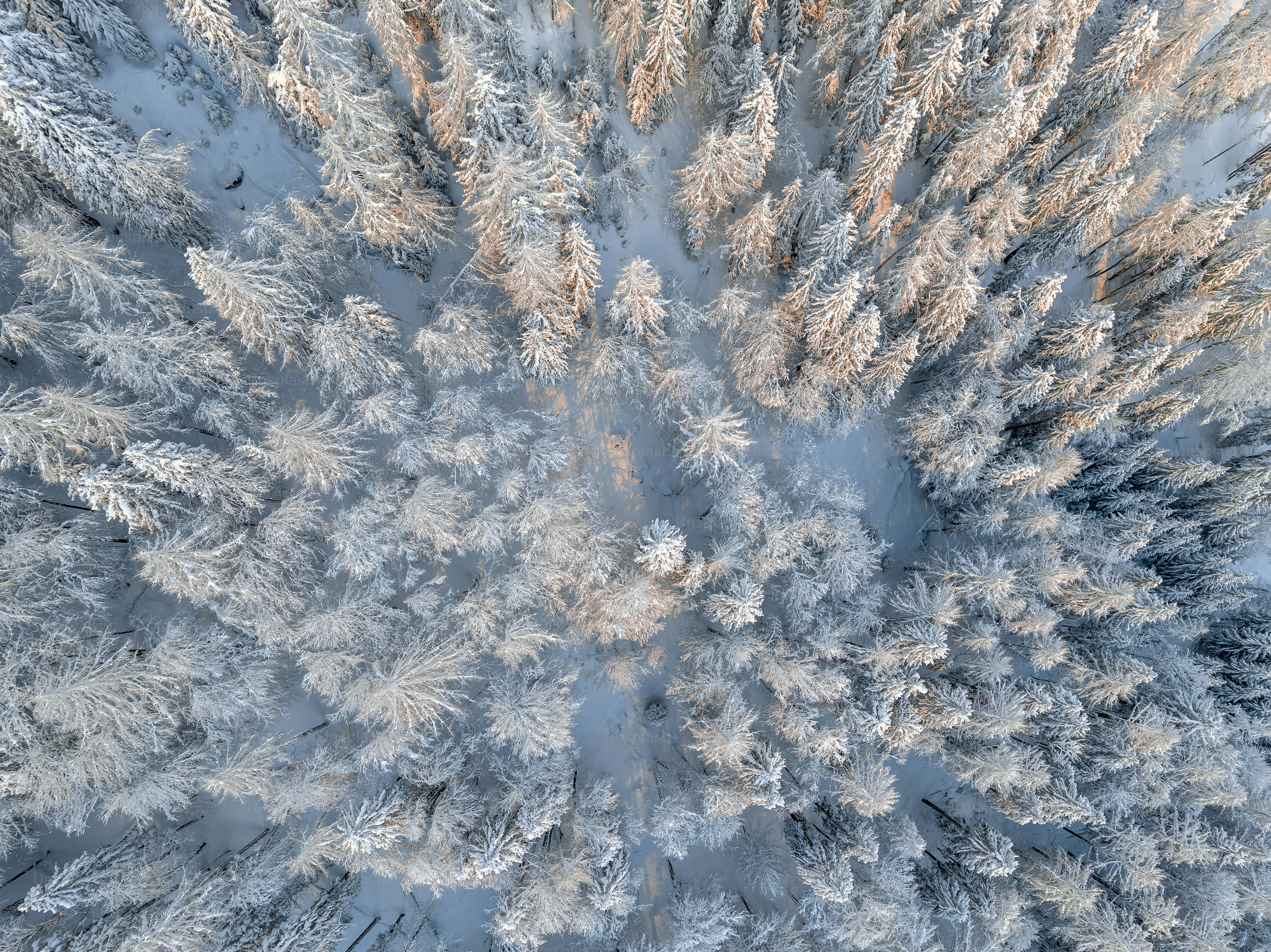 눈 덮인 숲의 조감도